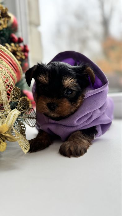 Хлопчик міні йорк