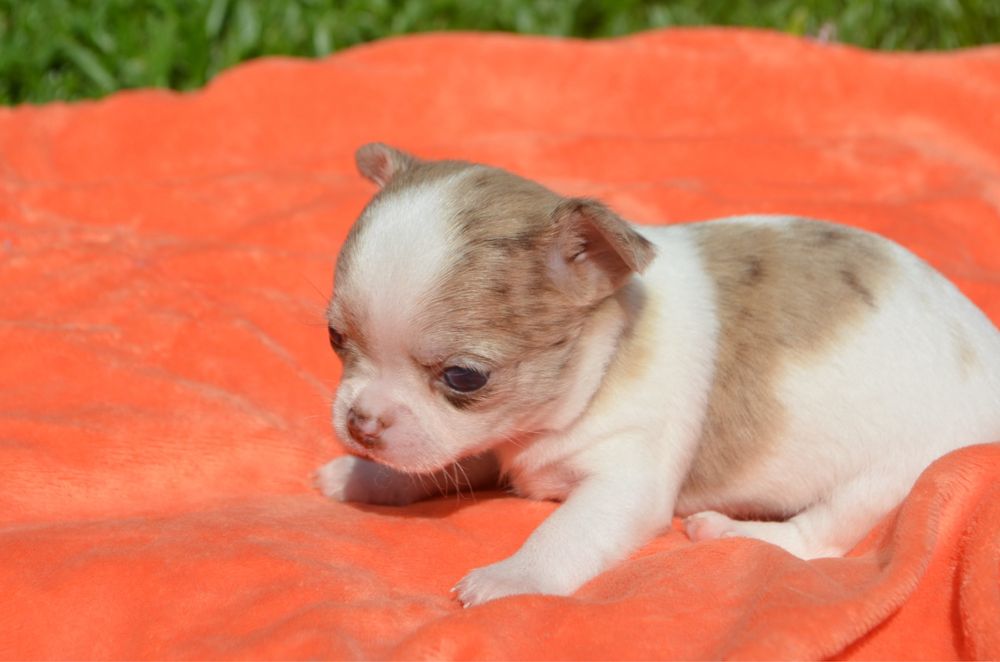 Chihuahua macho mini