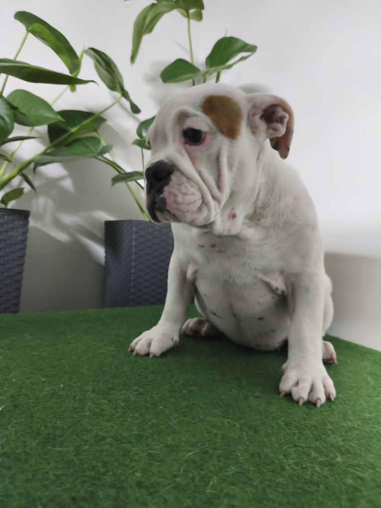 Buldog Angielski ZKwP FCI