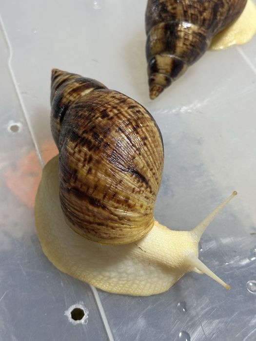 Улитки ахатина ретикулято альбино