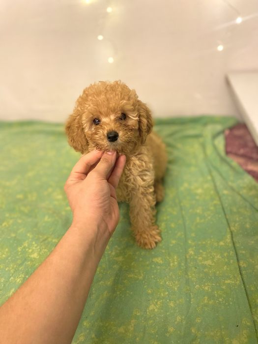 Мальтипу мини — идеальный питомец для семьи или девушки