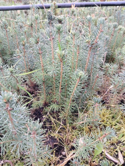 Sadzonki świerk srebrny  Santa Fe 2 letnie Wysokość 10 -15 cm Cena 25