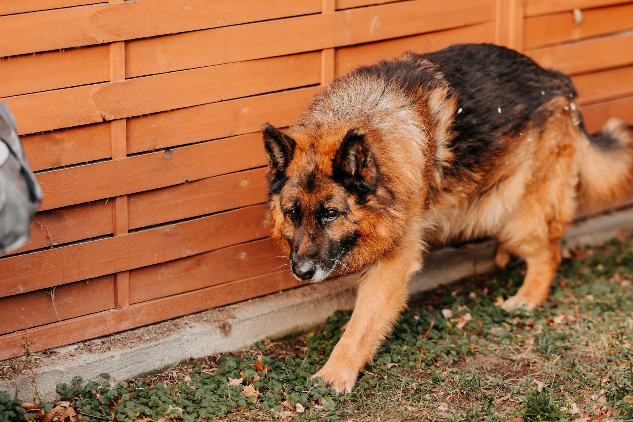 Sympatyczny, spokojny, zrównoważony Sting poleca się do adopcji!!!