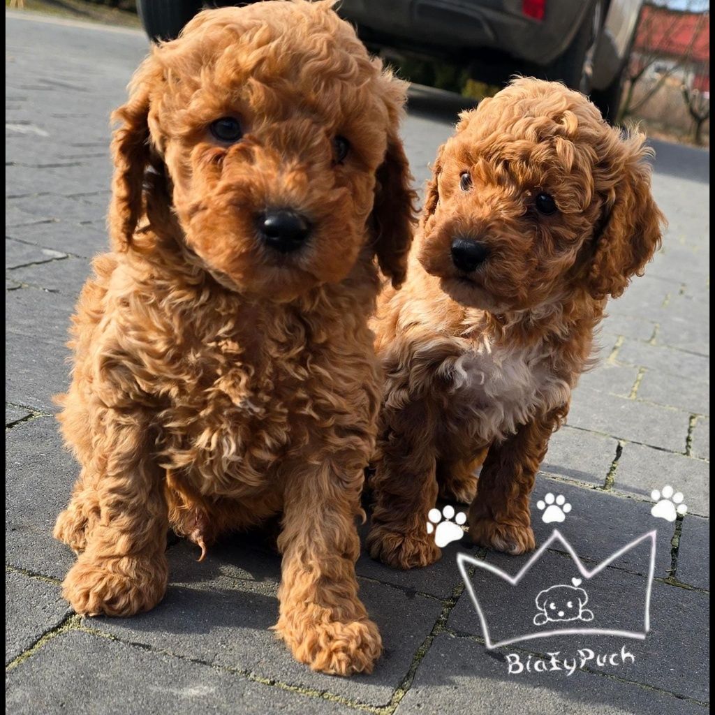 Maltipoo pudel toy red loki białe badania paszport wyprawka