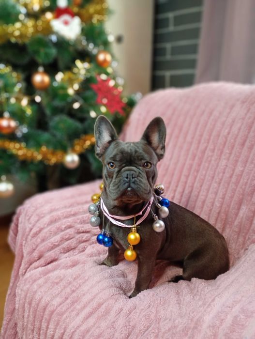 Bulldogue Francês femea azul