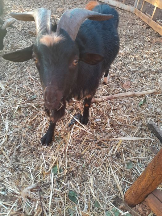 Vendo Cabrito anão