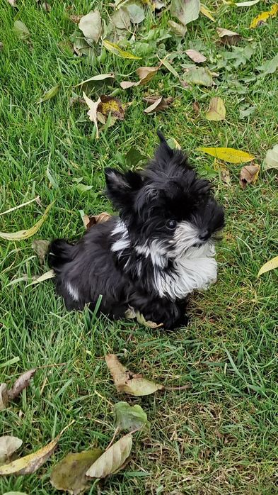 *Micro* chłopczyk IDEALNY Yorkshire Terrier