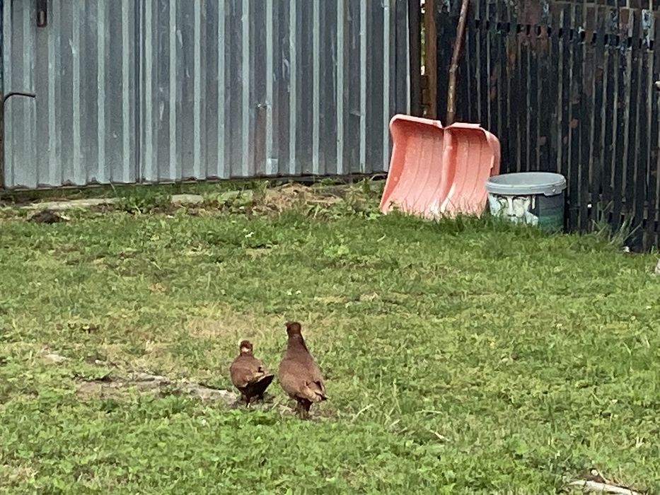 Gołębie  fajfry wywrotki