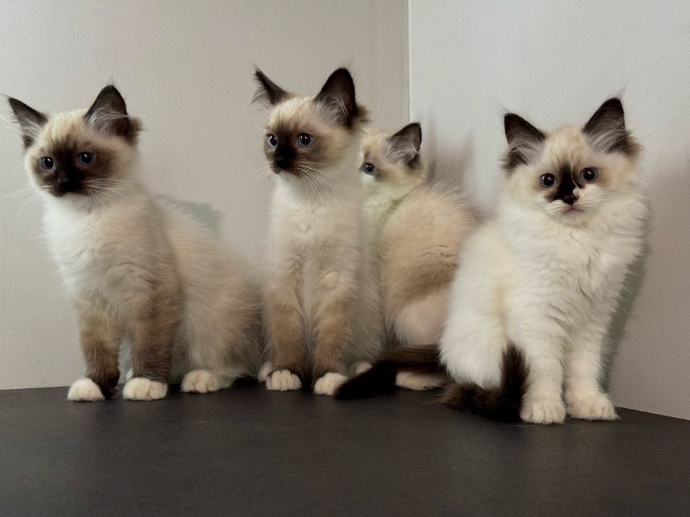 Kot kotka ragdoll kocięta kocurek