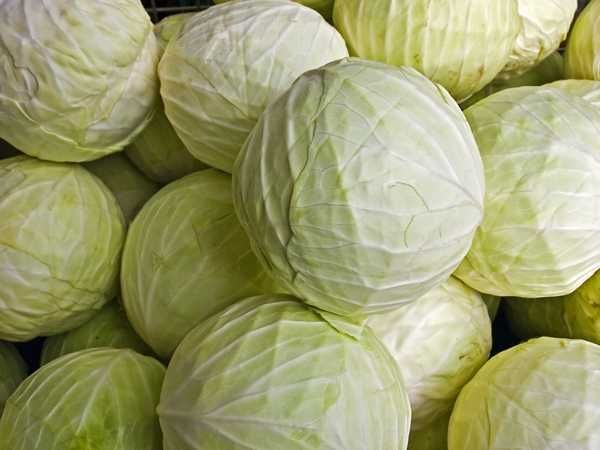 Kapusta szatkowana, kapusta do szatkowania, kapusta na kwaszenie