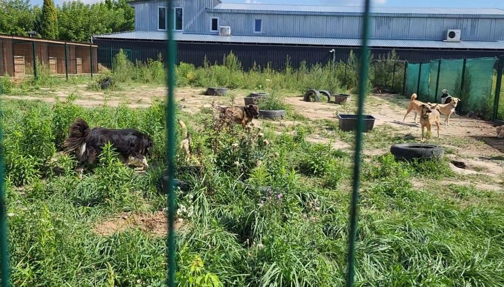 Передержка для животных