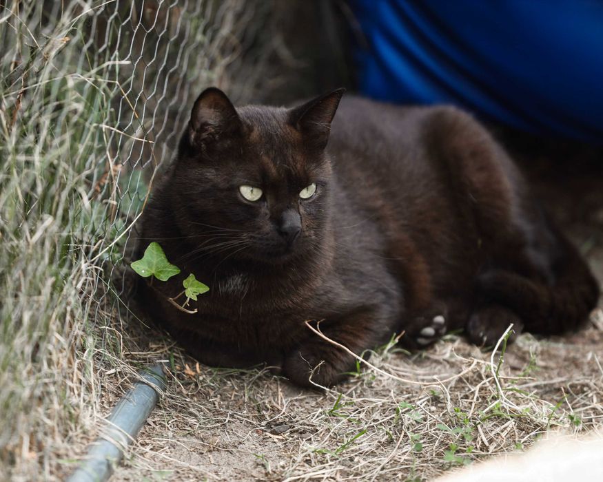 Pieszczoch Lucjanek szuka swojego człowieka