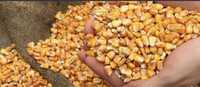 Kukurydza sucha 25kg dla kur , krów , ptaków , gołębi , koni , ryb ,