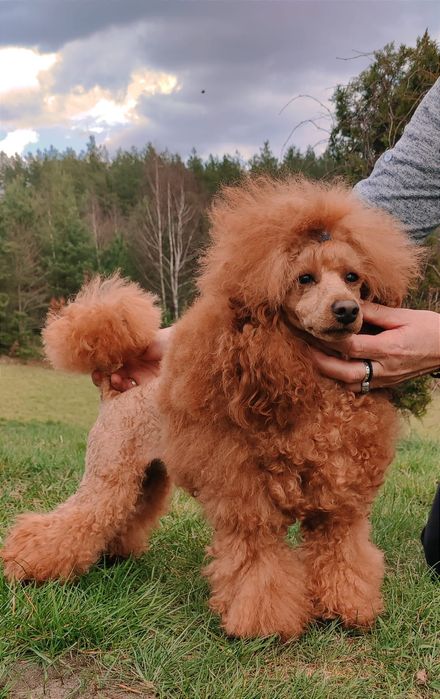 Pudel Toy reproduktor