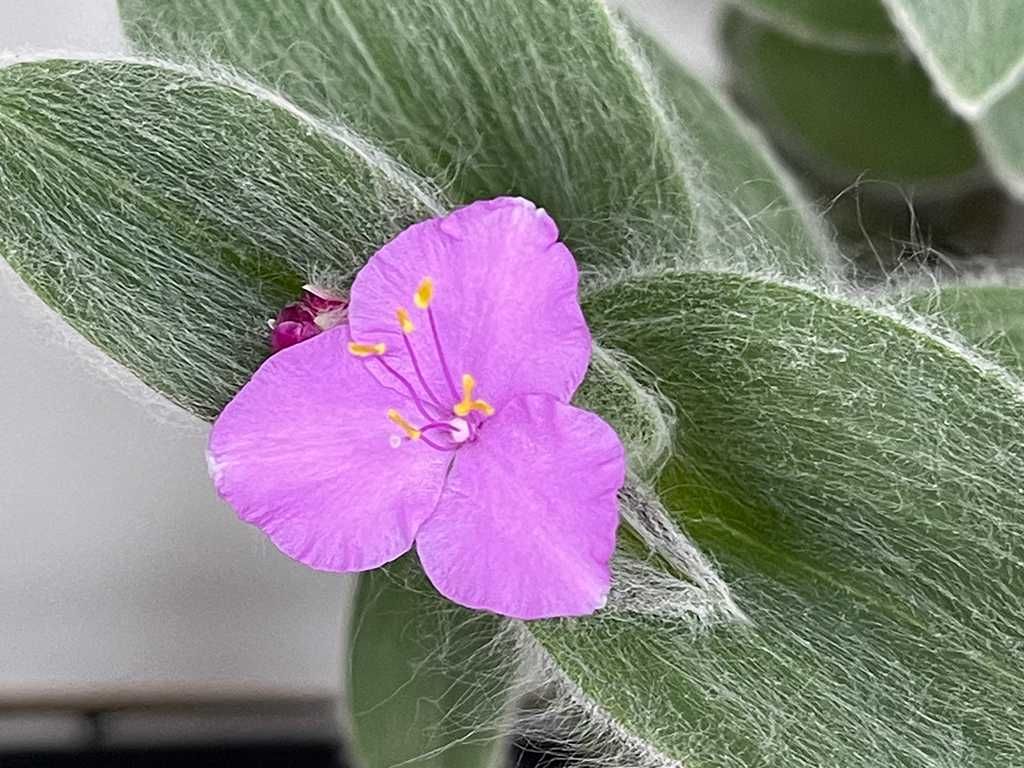 Trzykrotka Włochata (Tradescantia Sillamontana)