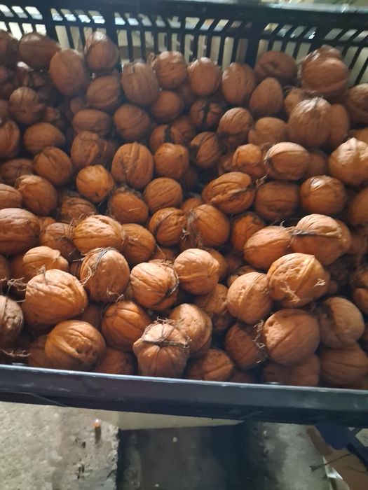 Orzech włoski świeży