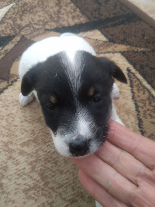 Дівчинка безкоштовно