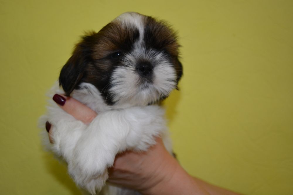 Супер хлопчик Ши-тцу цуцик