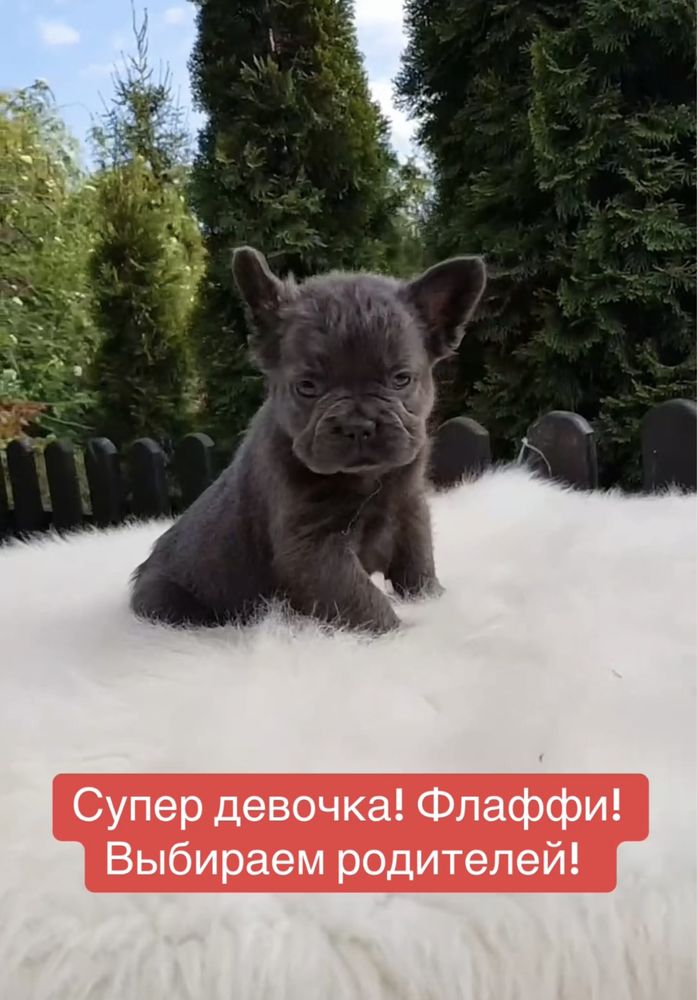 Флаффи! Пушистая голубая француженка 2 мес