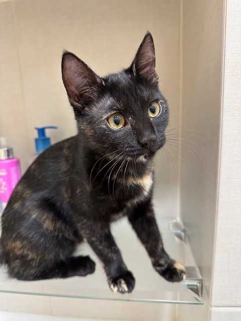 Чарівна дівчинка шукає родину.