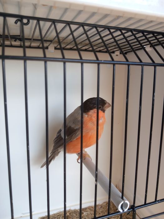 Gile szpalty, mutacja