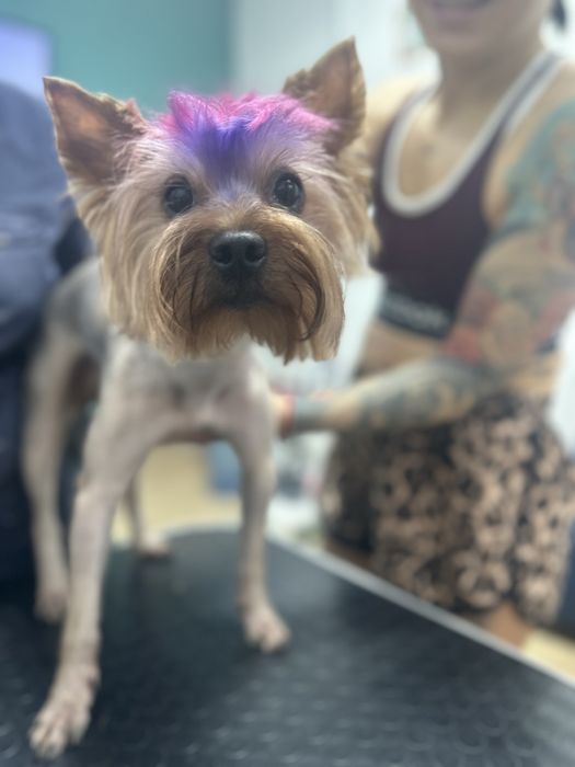 Груминг,грумінг,грумер,стрижка собак и кошек