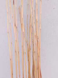 Bambusowe tyczki