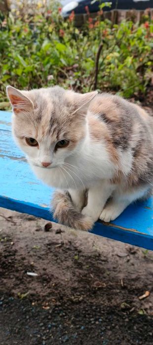 Віддам в добрі руки кішечку.