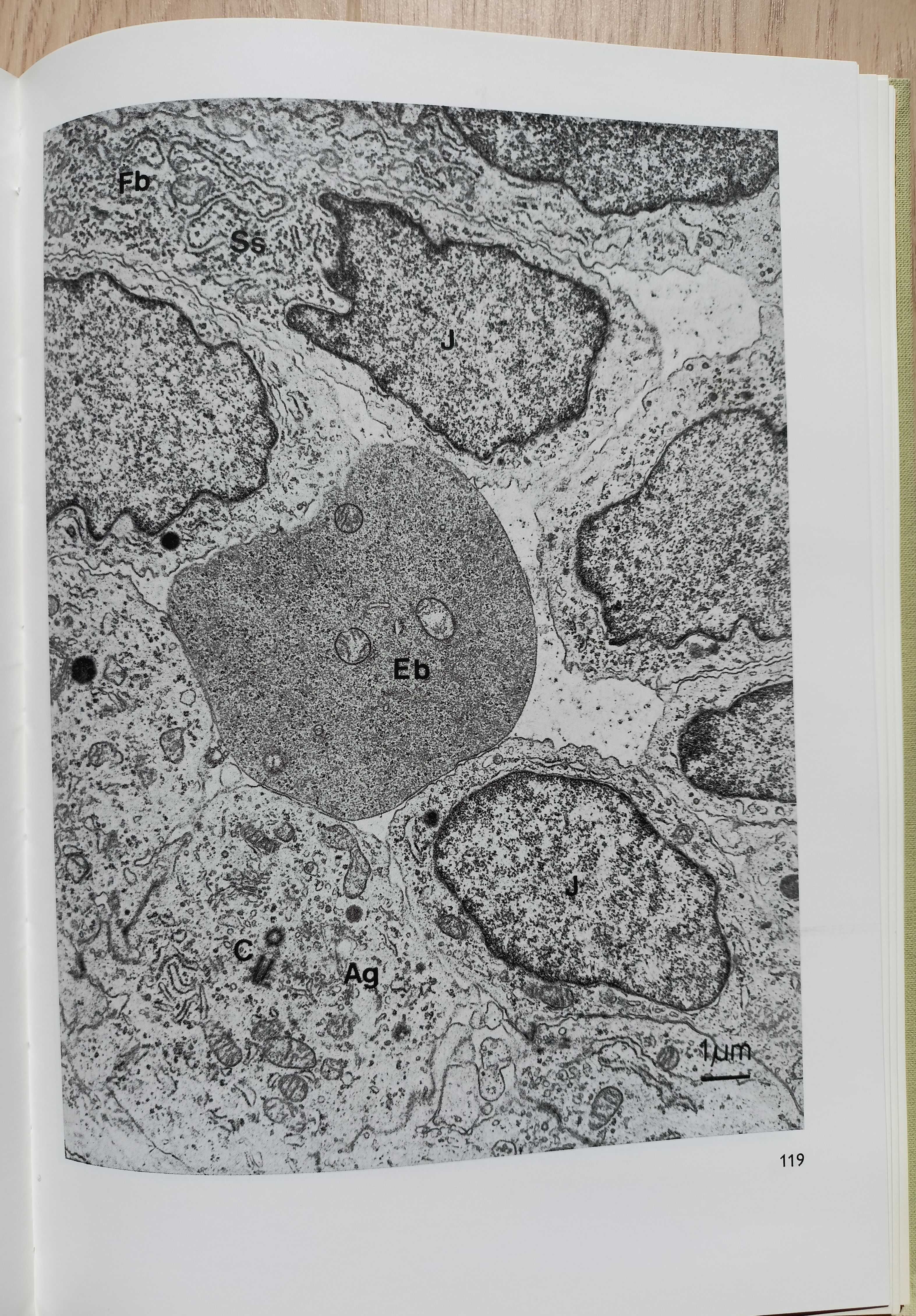 Atlas ultrastruktury komórek kręgowców (A. Jasiński, W. Kilarski)
