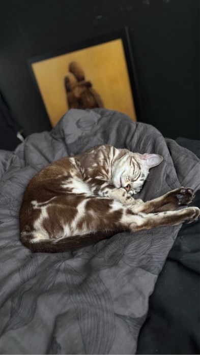 Kotka bengalska silver mink marble TICA