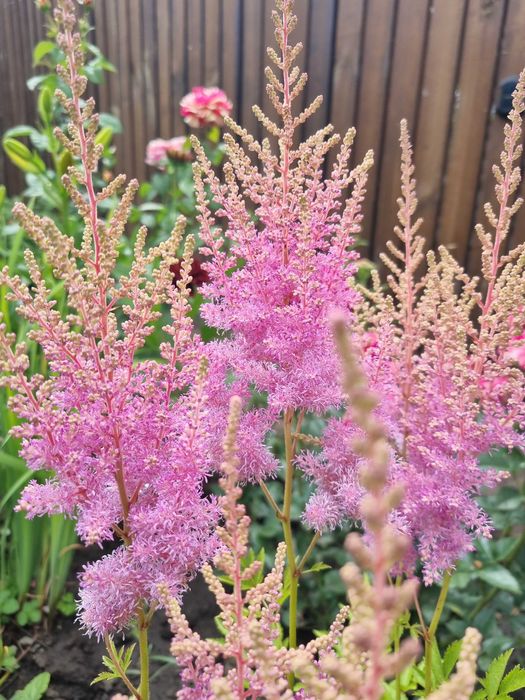 Саженцы многолетних цветов астра омашка колокольчик гелениум