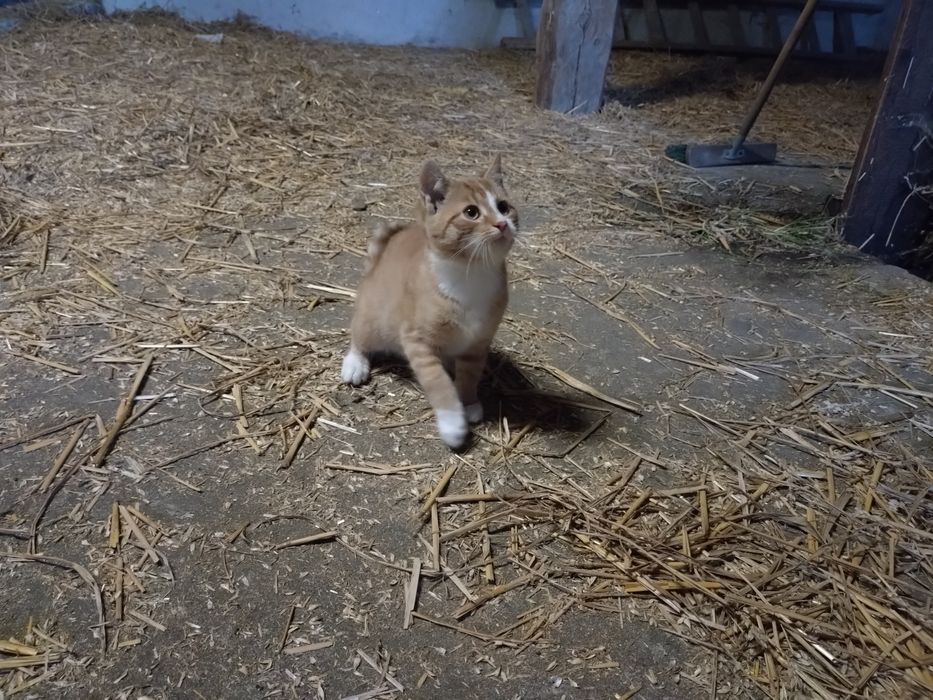 Kot samiec kocur oddam w dobre ręce