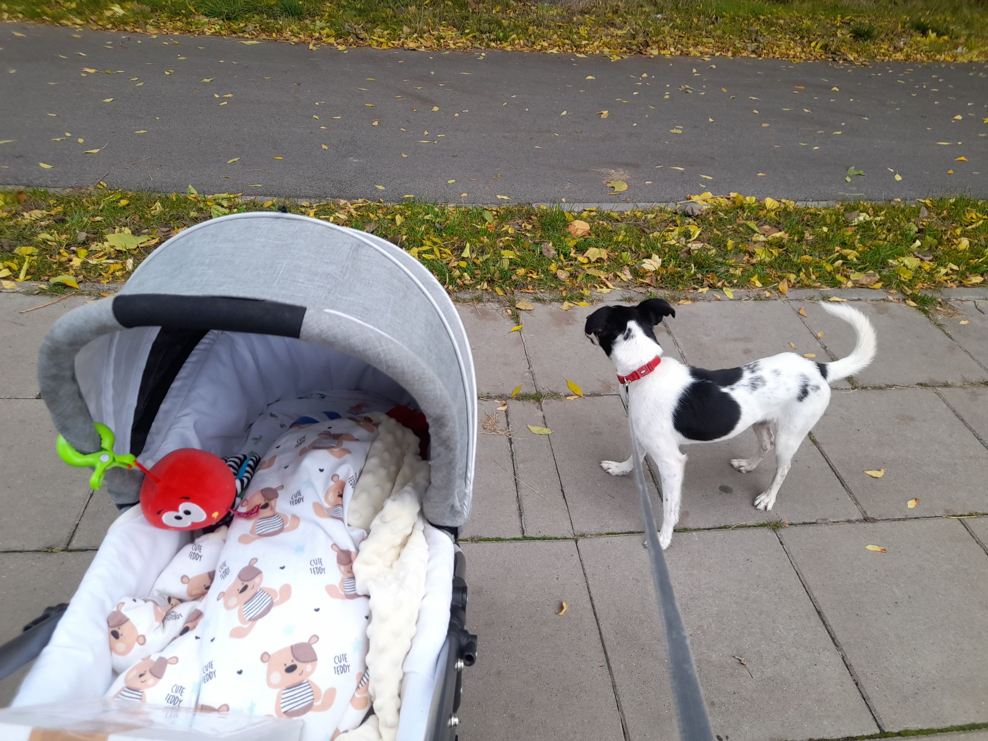 Kola – 4-letnia suczka do adopcji
