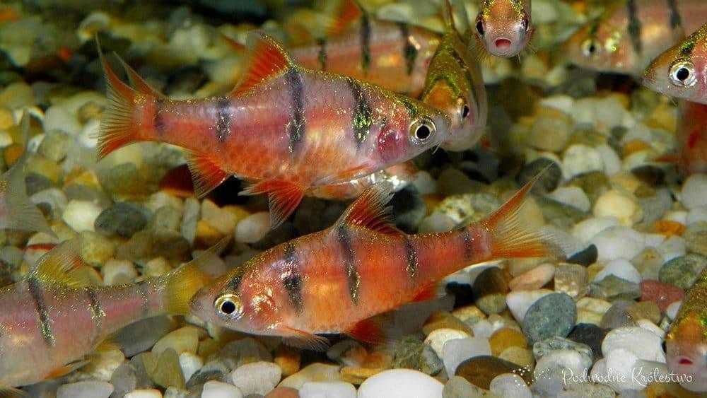 GB Brzanka Pięciopręga - dowóz ryb!