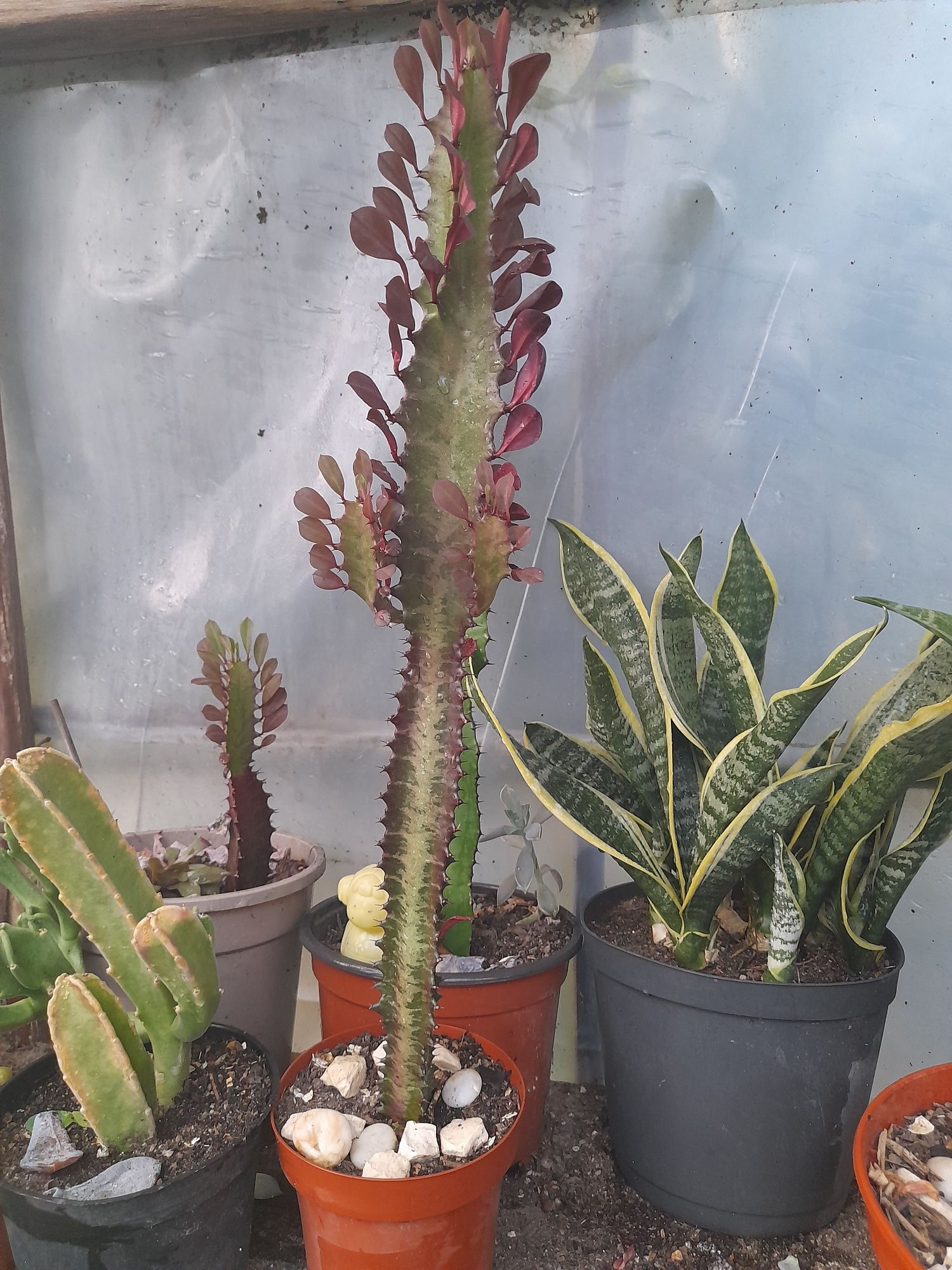 Catos e suculentas