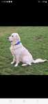 Reproduktor Golden Retriever