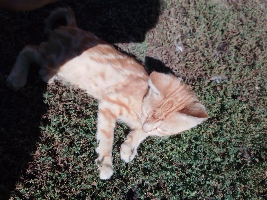 Котята в добрые руки! Поторопитесь, зима рядом