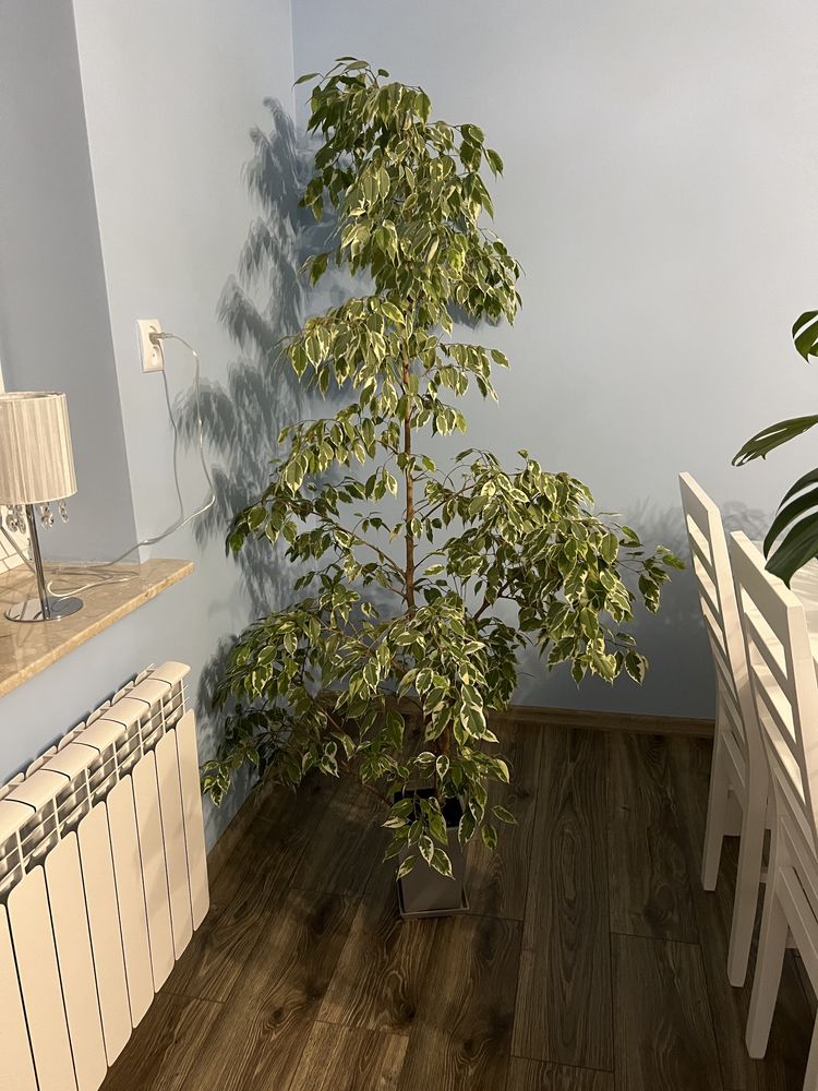 Kwiatek Ficus benjamin