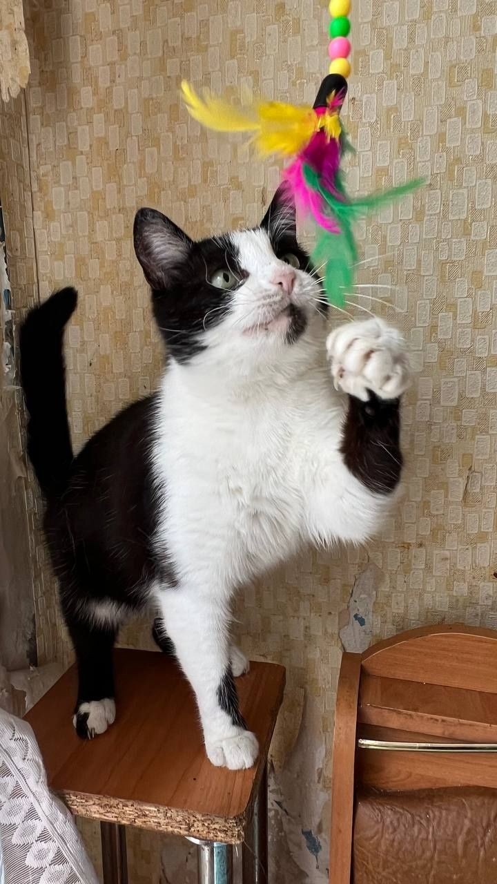 Отдам_ кошки_ коты_ милка