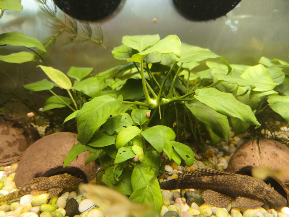 Vendo várias plantas de aquário