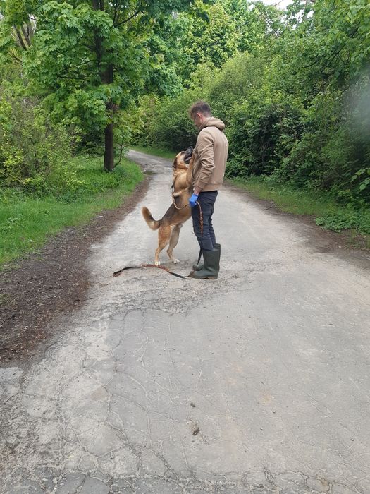 Super pies Marley do adopcji że schroniska .