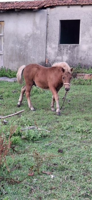 Ponei Shetland macho com 6 meses