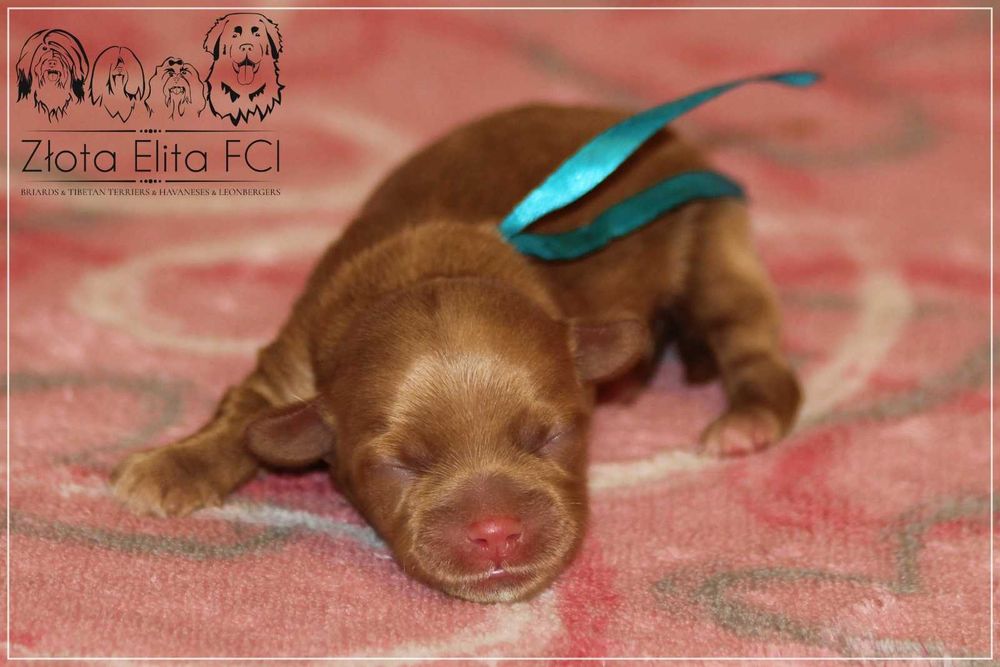 Hawańczyk piesek z rodowodem ZKwP /FCI