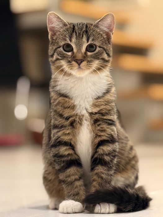 oddam kotka do dobrego domku