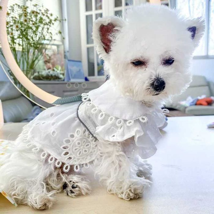 Платье для Собаки 2-3.5 кг (S), Костюм для Животных