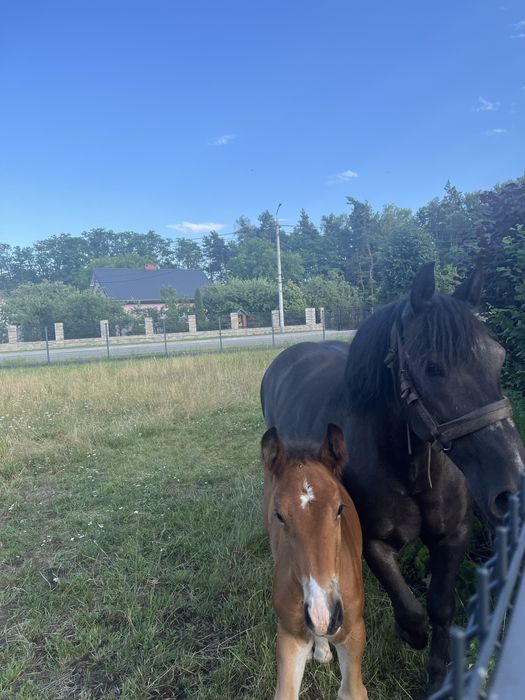 Sprzedam klacz zimnokrwistą ze źrebakiem