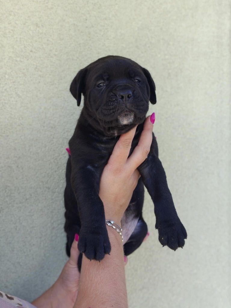 Piękna suczka cane corso poleca się do rezerwacji