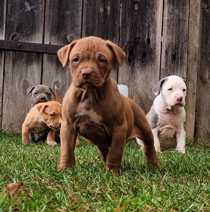 Szczeniaki bandog- cane corso dog argentyński mastino amstaff