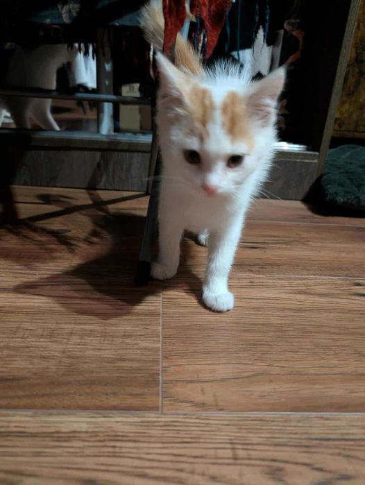 Nelly kocie maleństwo do adopcji