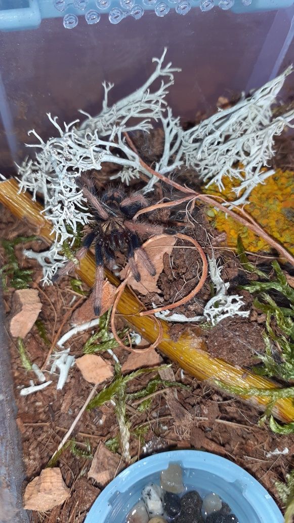 Chromatopelma cyaneopubescens L3 Zestaw startowy